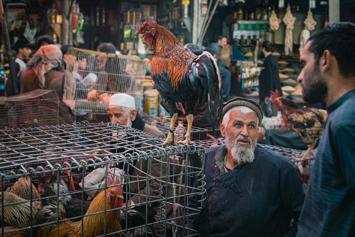 Kabul's birds market